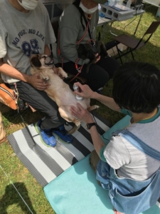 鼻短犬祭にブース出店してきました！