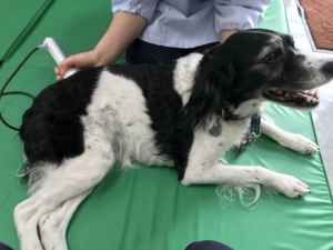 アジリティー競技復帰を目指して